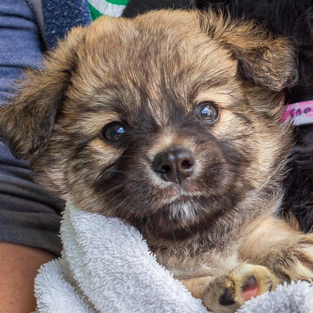 Romeo, Adoptable, Young Male Chihuahua & Papillon.