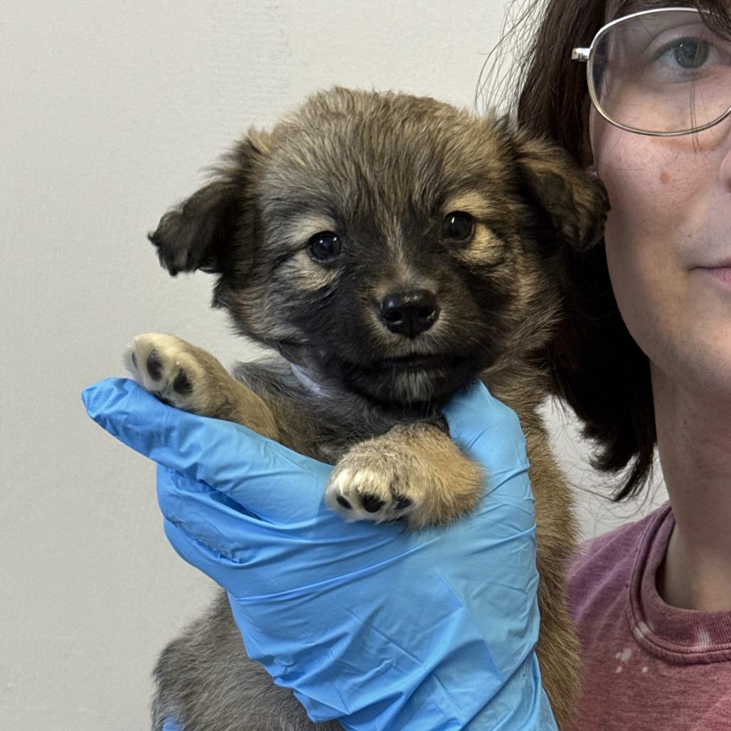 Enlarge Romeo, a Adoptable mixed breed in Hattiesburg, MS image 2/4
