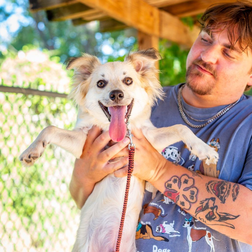 Enlarge Romeo, a Adoptable mixed breed in Hattiesburg, MS image 3/4