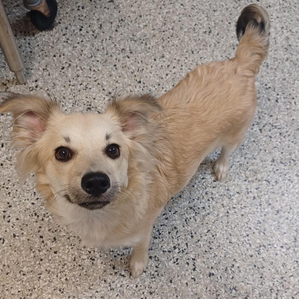Enlarge Romeo, a Adoptable mixed breed in Hattiesburg, MS image 4/4