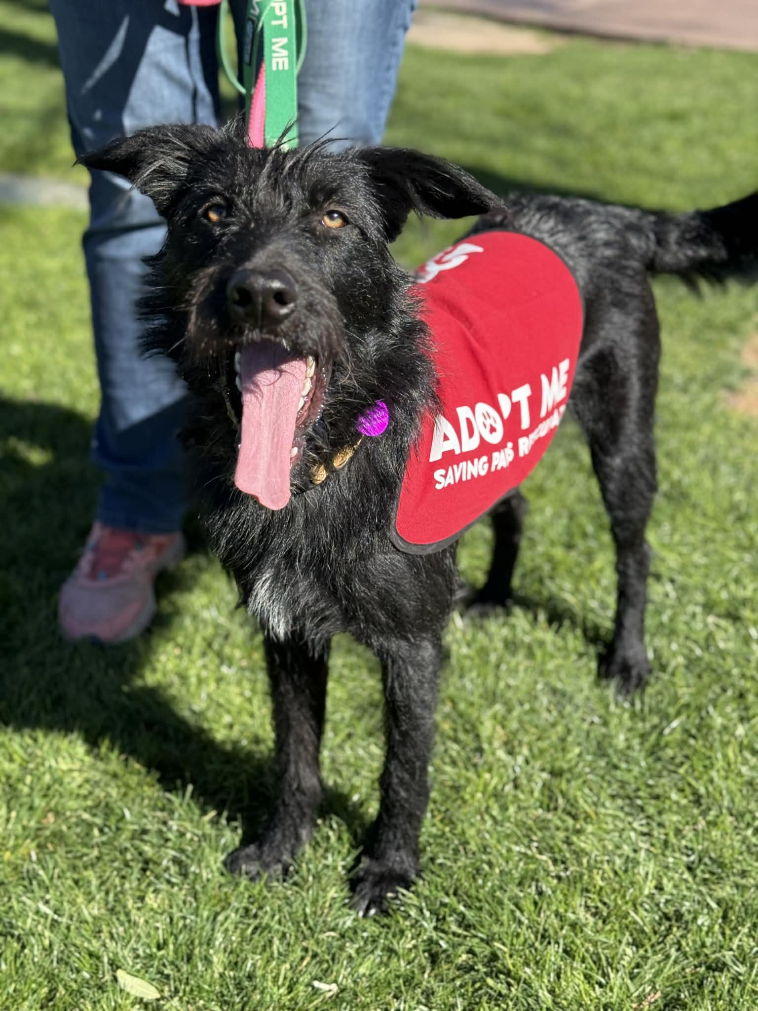 Shotzie Puppy - Luna, Adoptable, Puppy Female German Shepherd Dog.