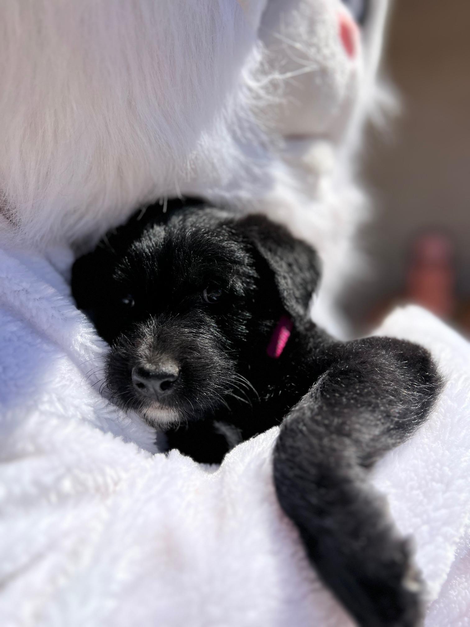 Shotzie Puppy - Luna, a Adoptable mixed breed in Glendale, AZ image 4/4