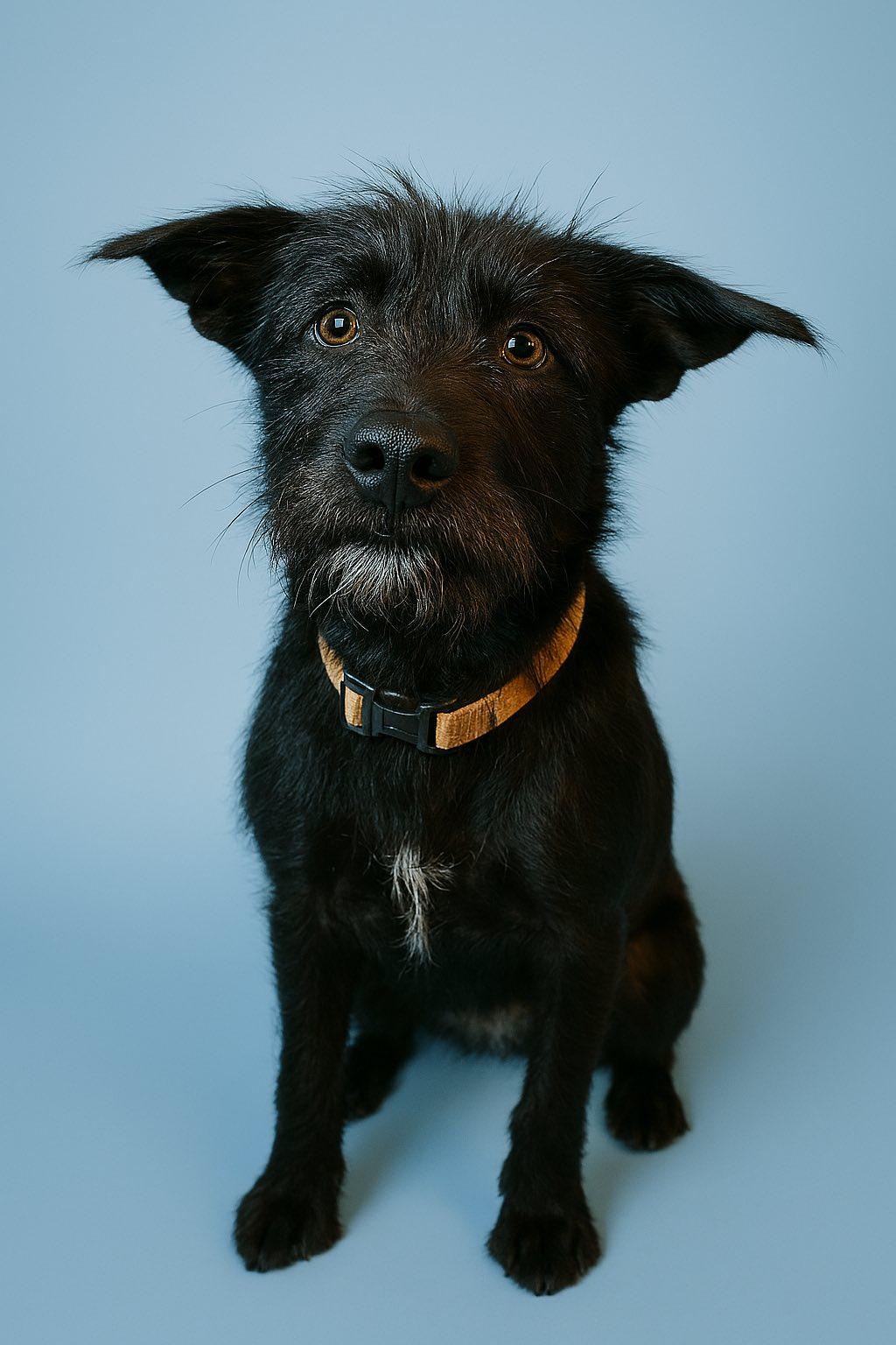 Shotzie Puppy - Luna, a Adoptable mixed breed in Glendale, AZ image 1/4