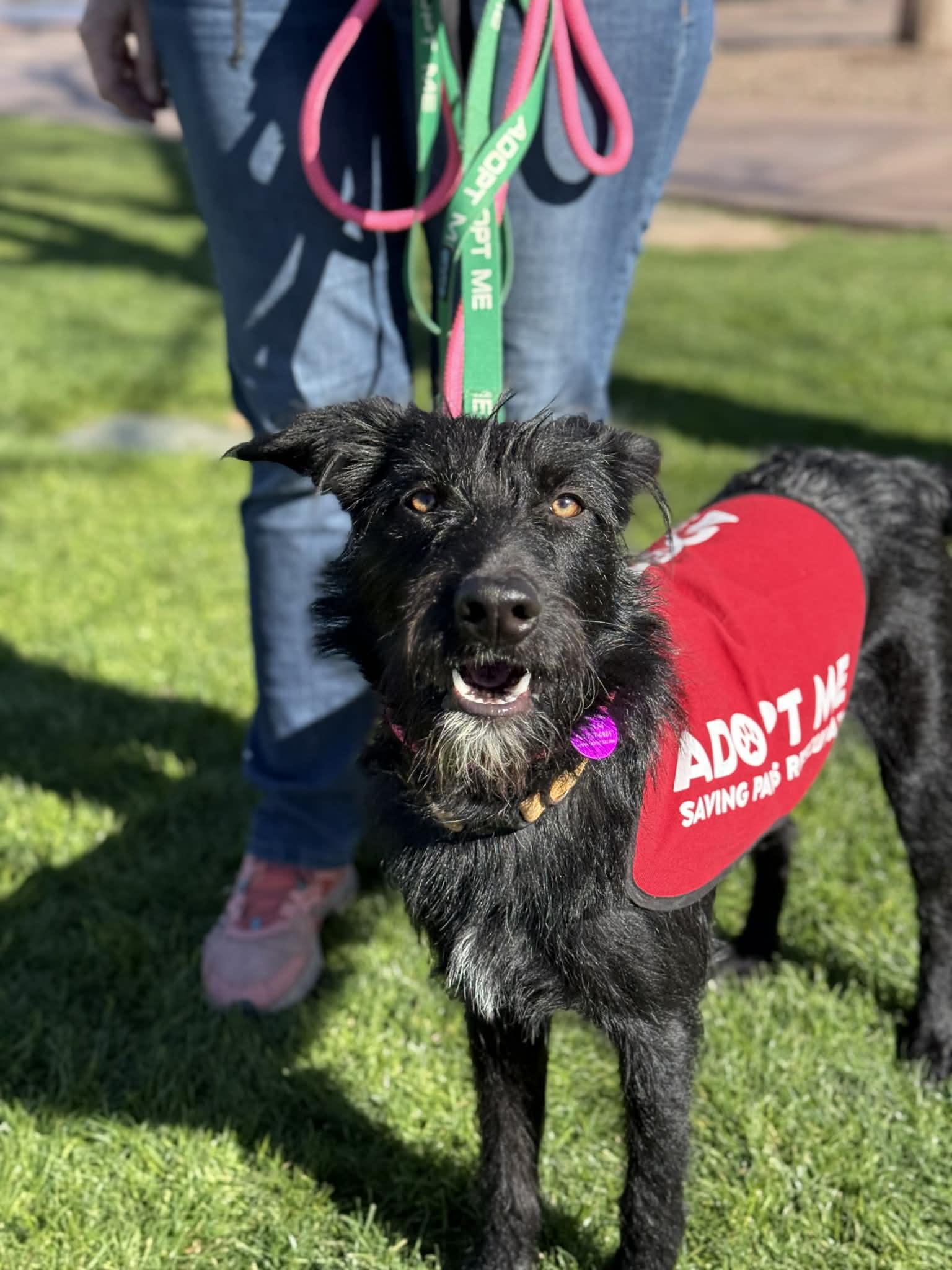 Enlarge Shotzie Puppy - Luna, a Adoptable mixed breed in Glendale, AZ image 6/6