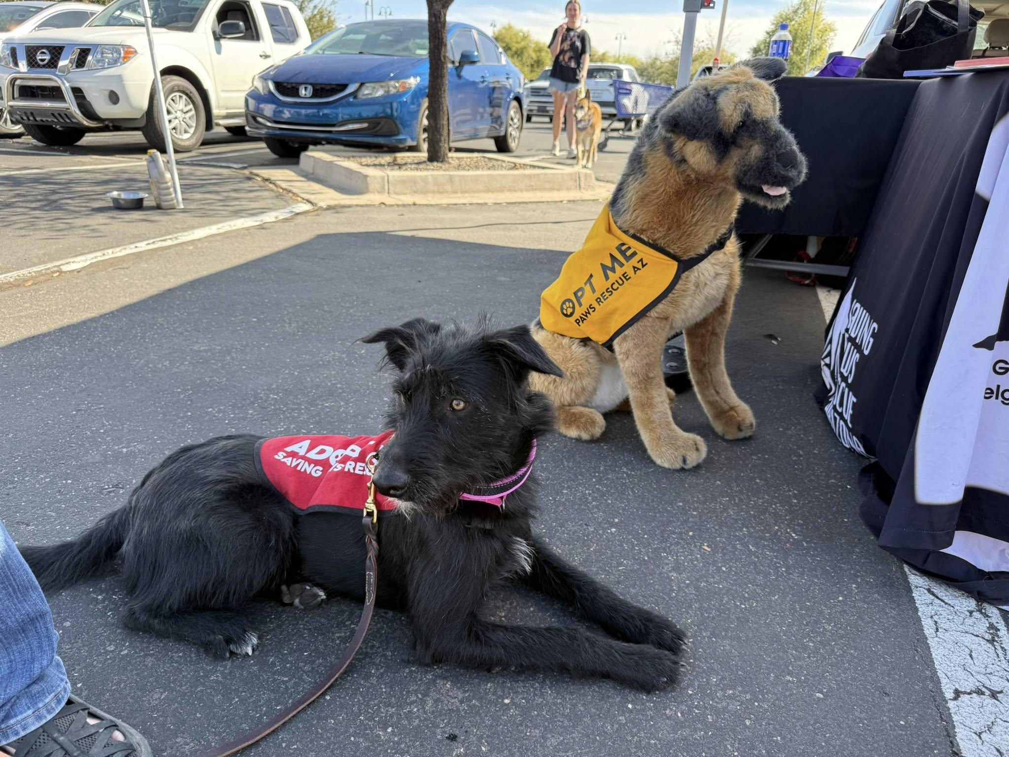 Enlarge Shotzie Puppy - Luna, a Adoptable mixed breed in Glendale, AZ image 2/6
