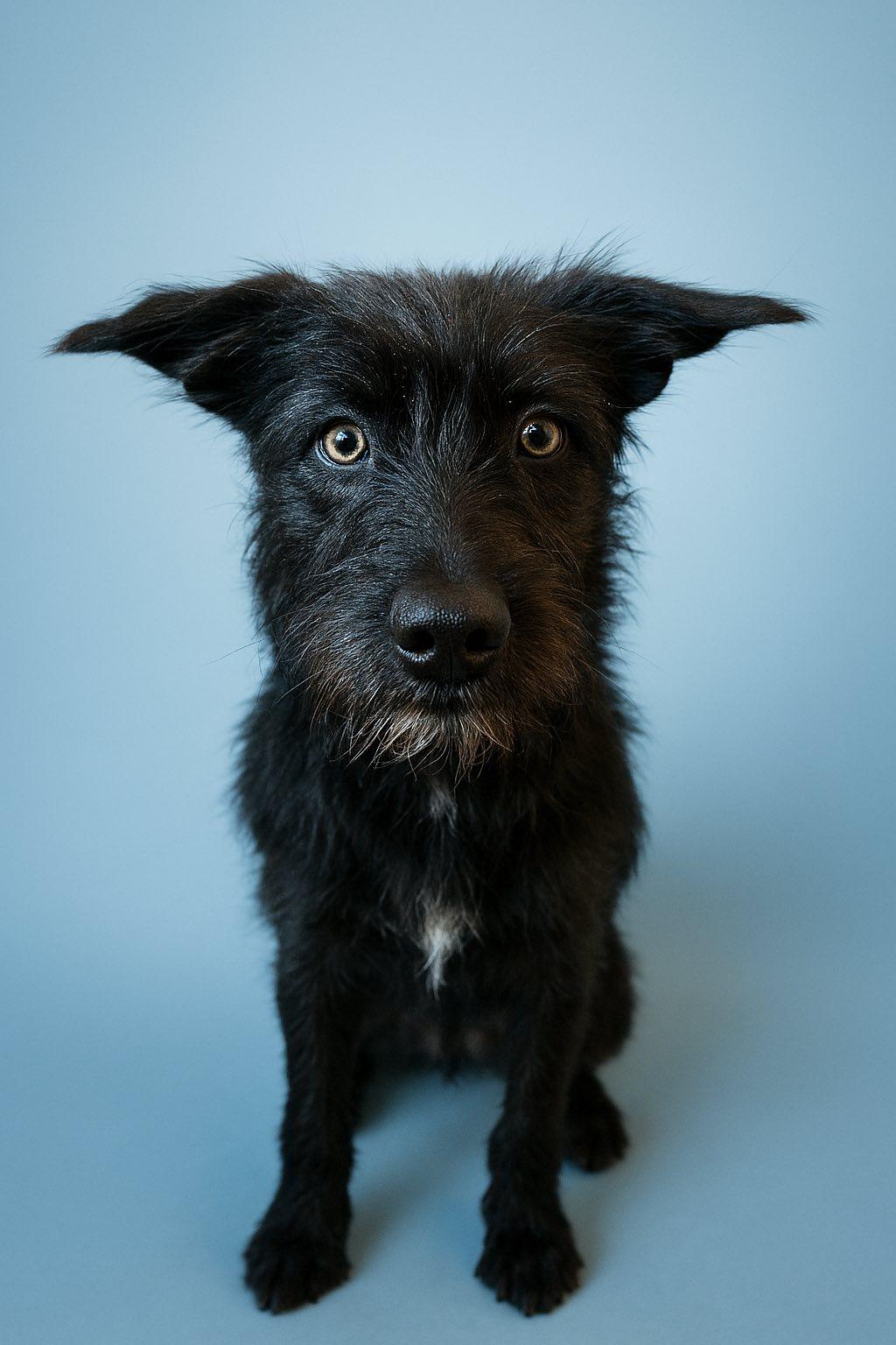 Shotzie Puppy - Luna