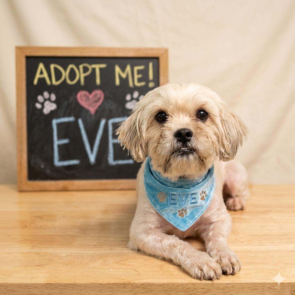 Eve, adopted, Young Female Lhasa Apso & Yorkshire Terrier.