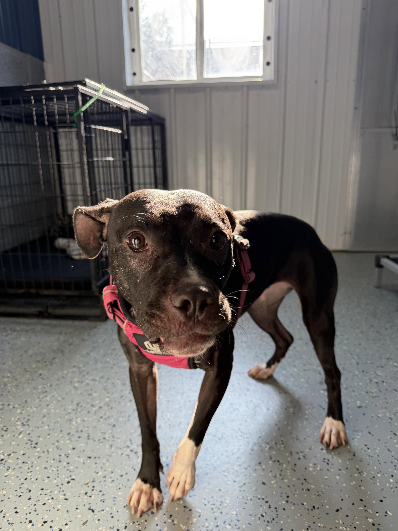 Lola, Adoptable, Adult Female Pit Bull Terrier.