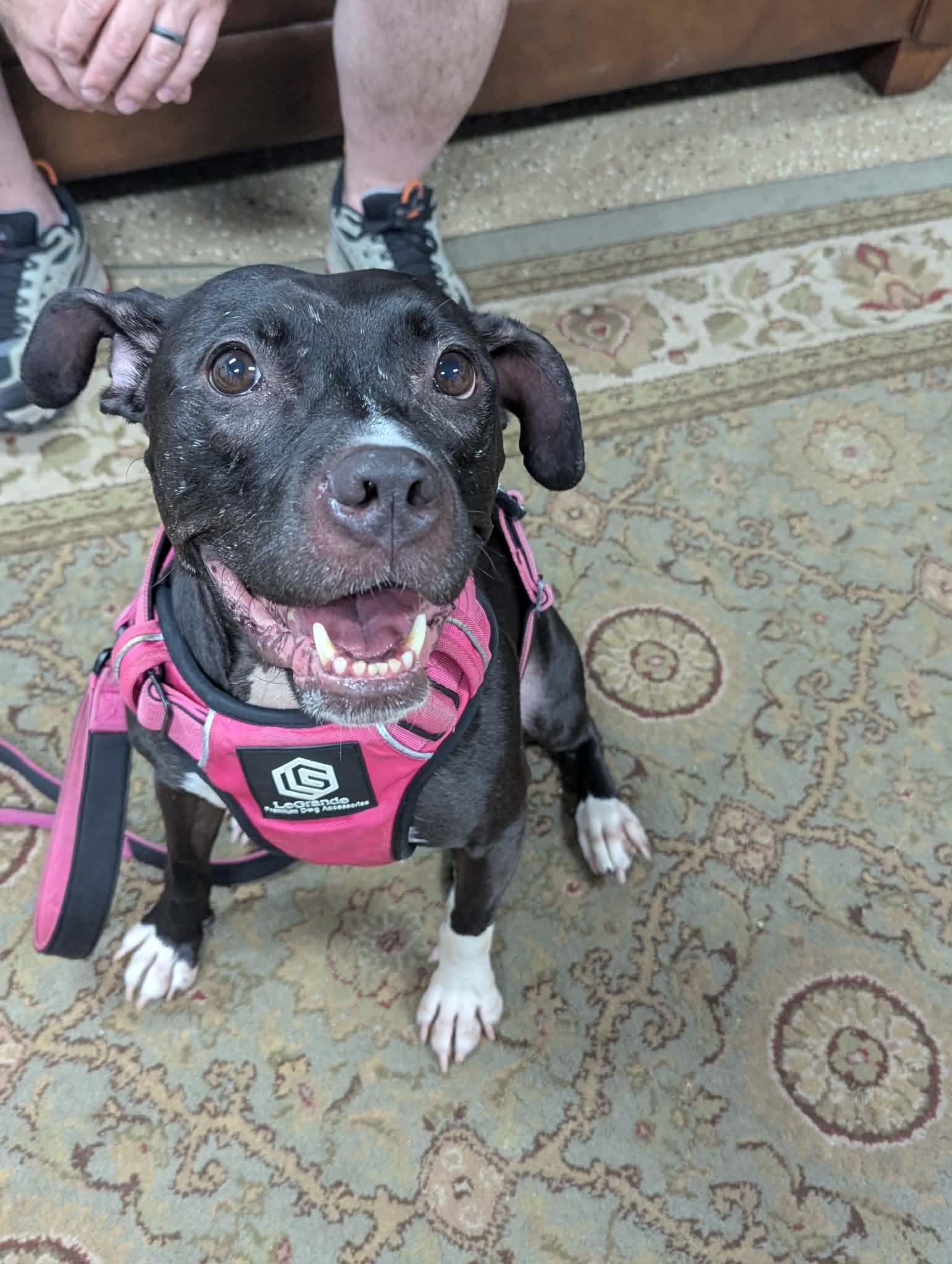 Enlarge Lola, a Adoptable Pit Bull Terrier in Lockport, NY image 2/3