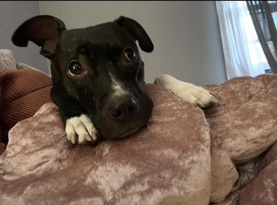 Enlarge Lola, a Adoptable Pit Bull Terrier in Lockport, NY image 3/3