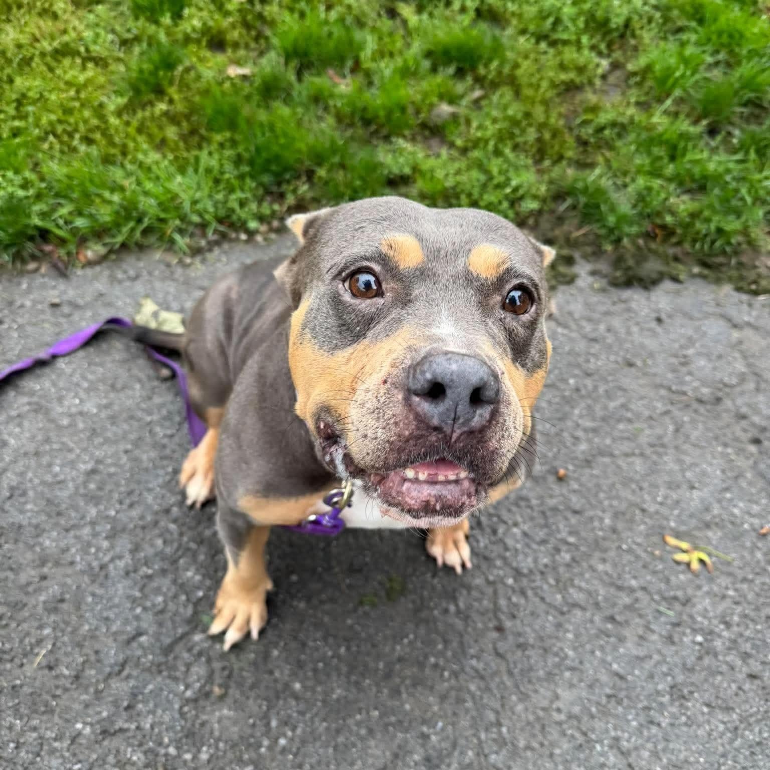 Enlarge Wendy, a Adopted mixed breed in Buffalo, NY image 4/5