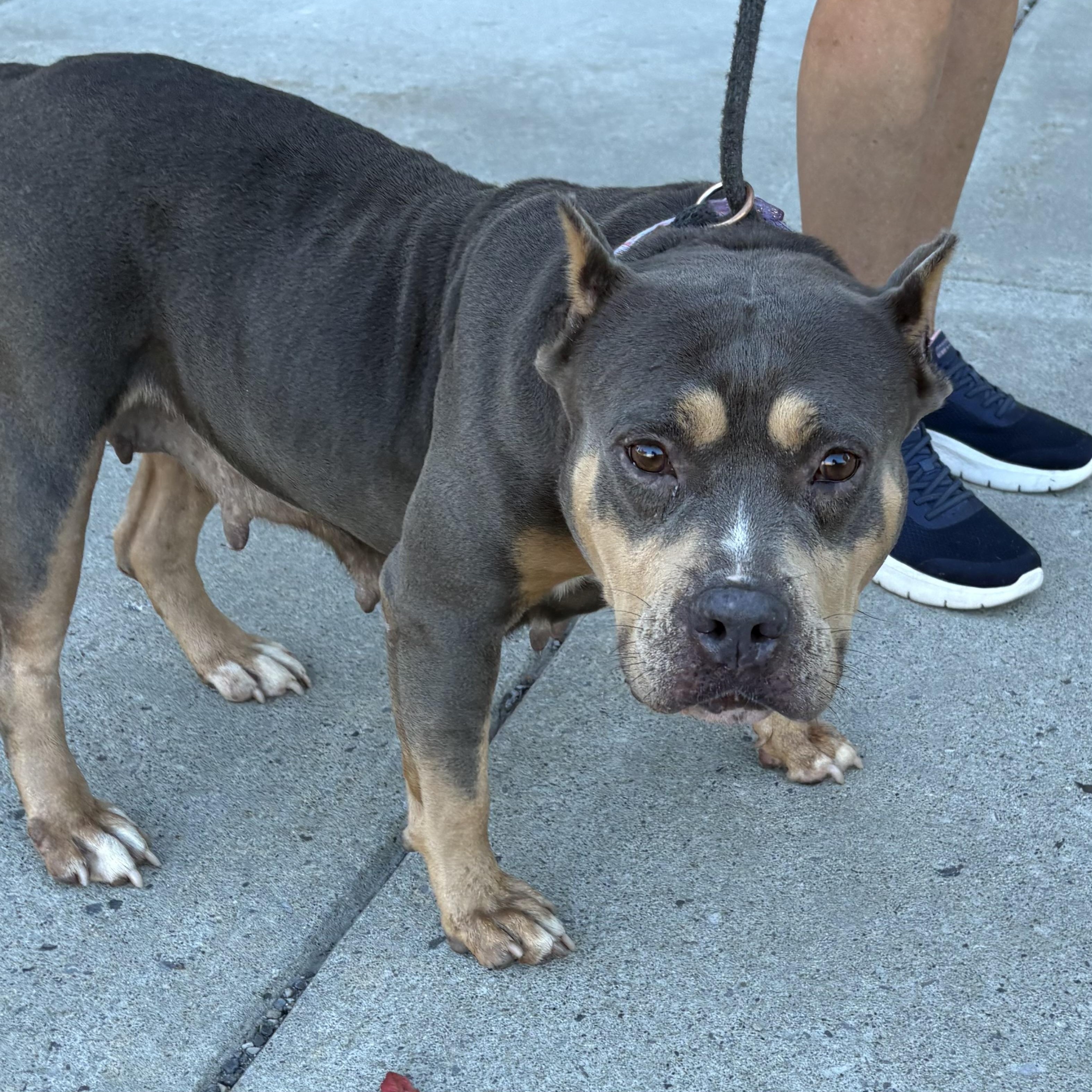 Enlarge Wendy, a Adopted mixed breed in Buffalo, NY image 2/5