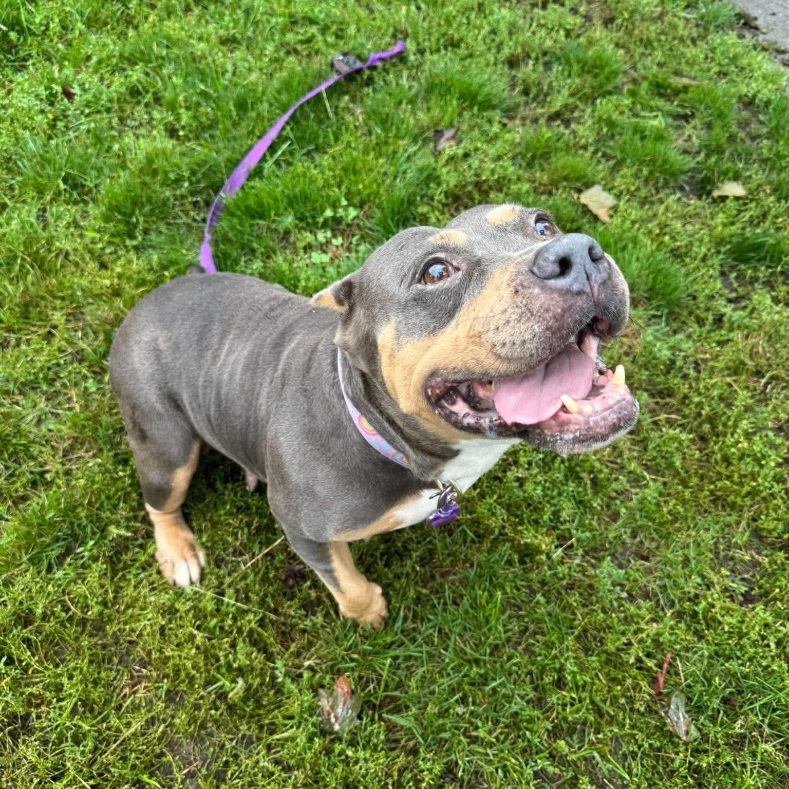 Enlarge Wendy, a Adopted mixed breed in Buffalo, NY image 3/5