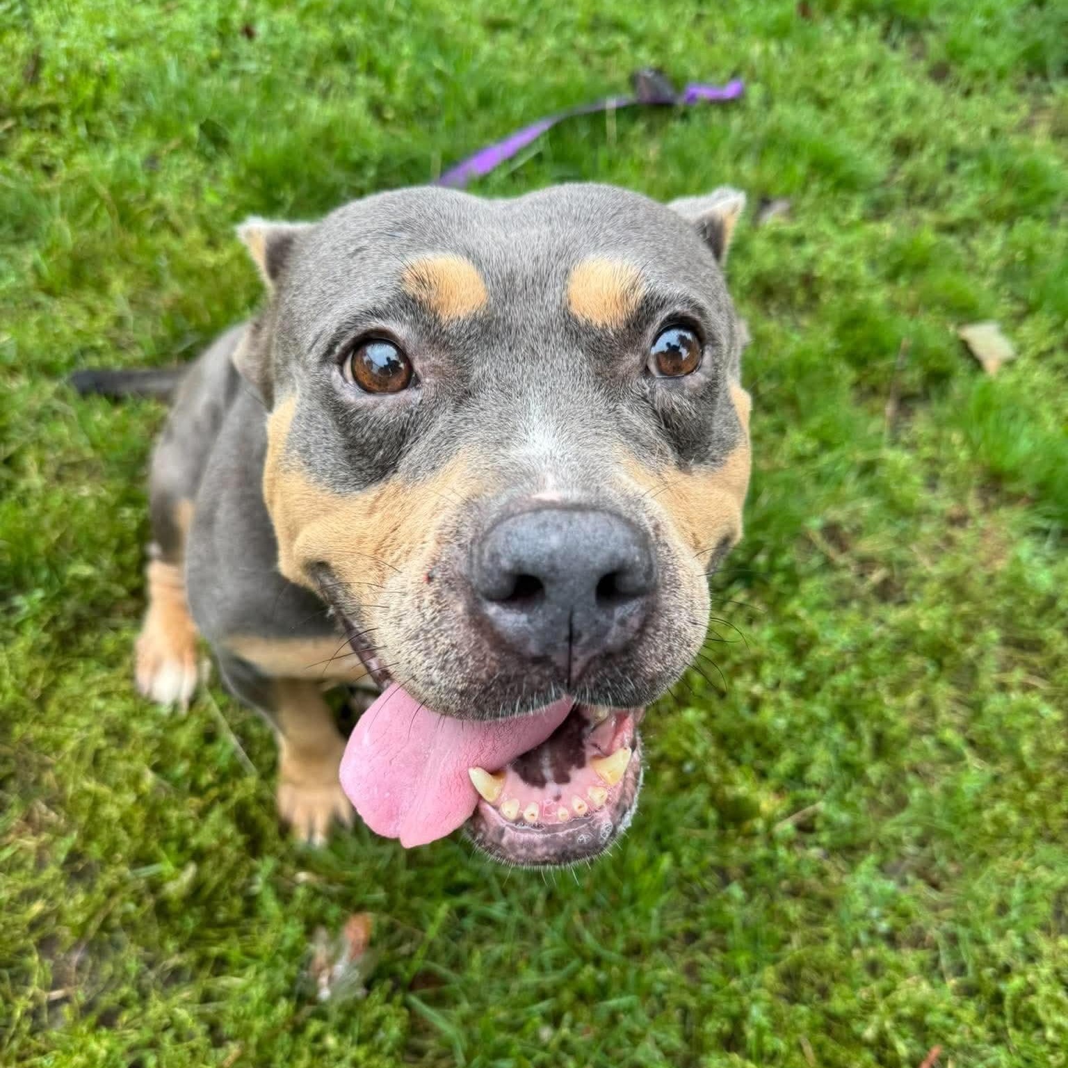 Wendy, Adopted, Adult Female American Bully.