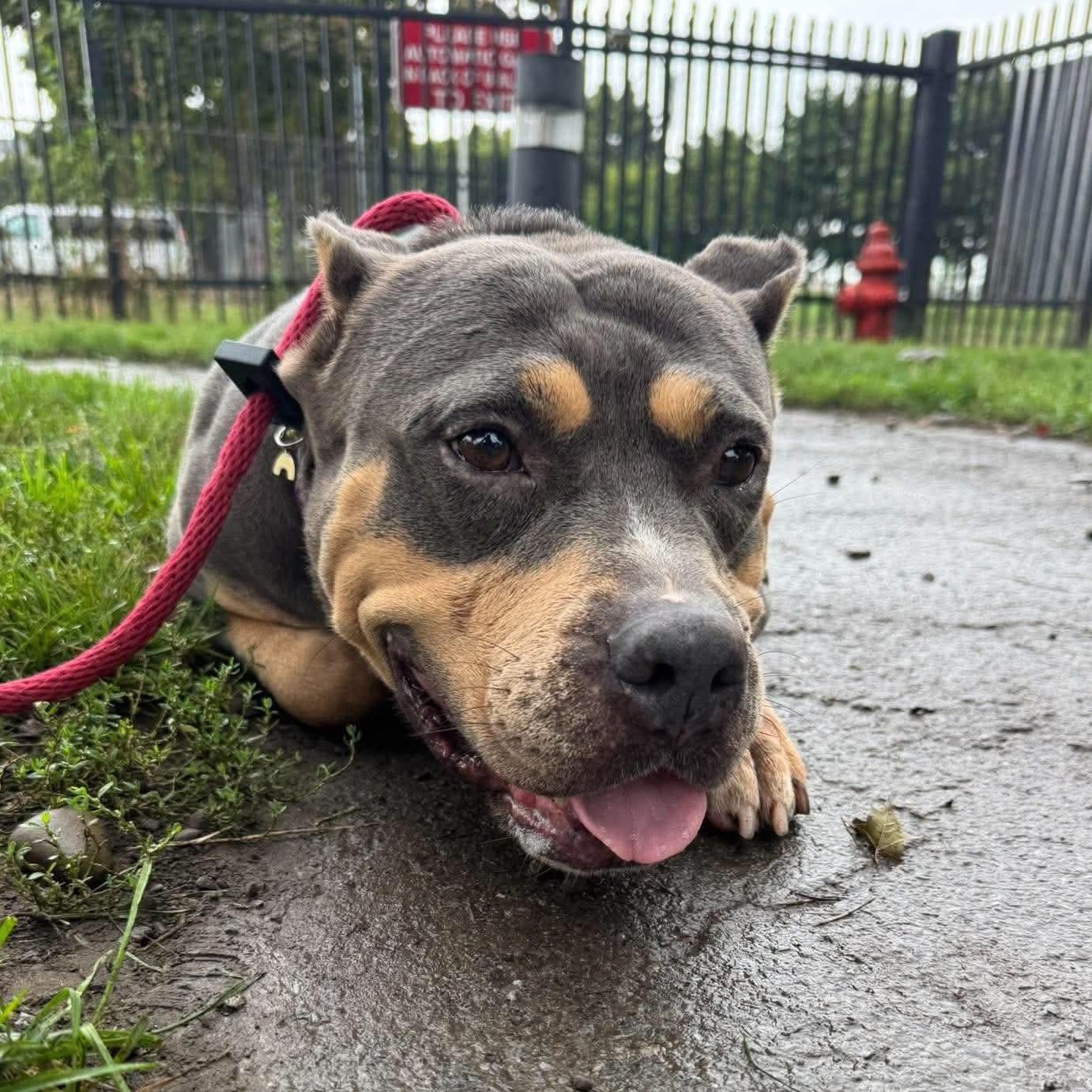 Enlarge Wendy, a Adopted mixed breed in Buffalo, NY image 5/5