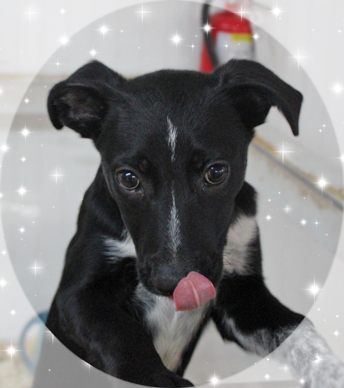 Enlarge Denver, an adoptable Mixed Breed in Amelia, OH image 4/4