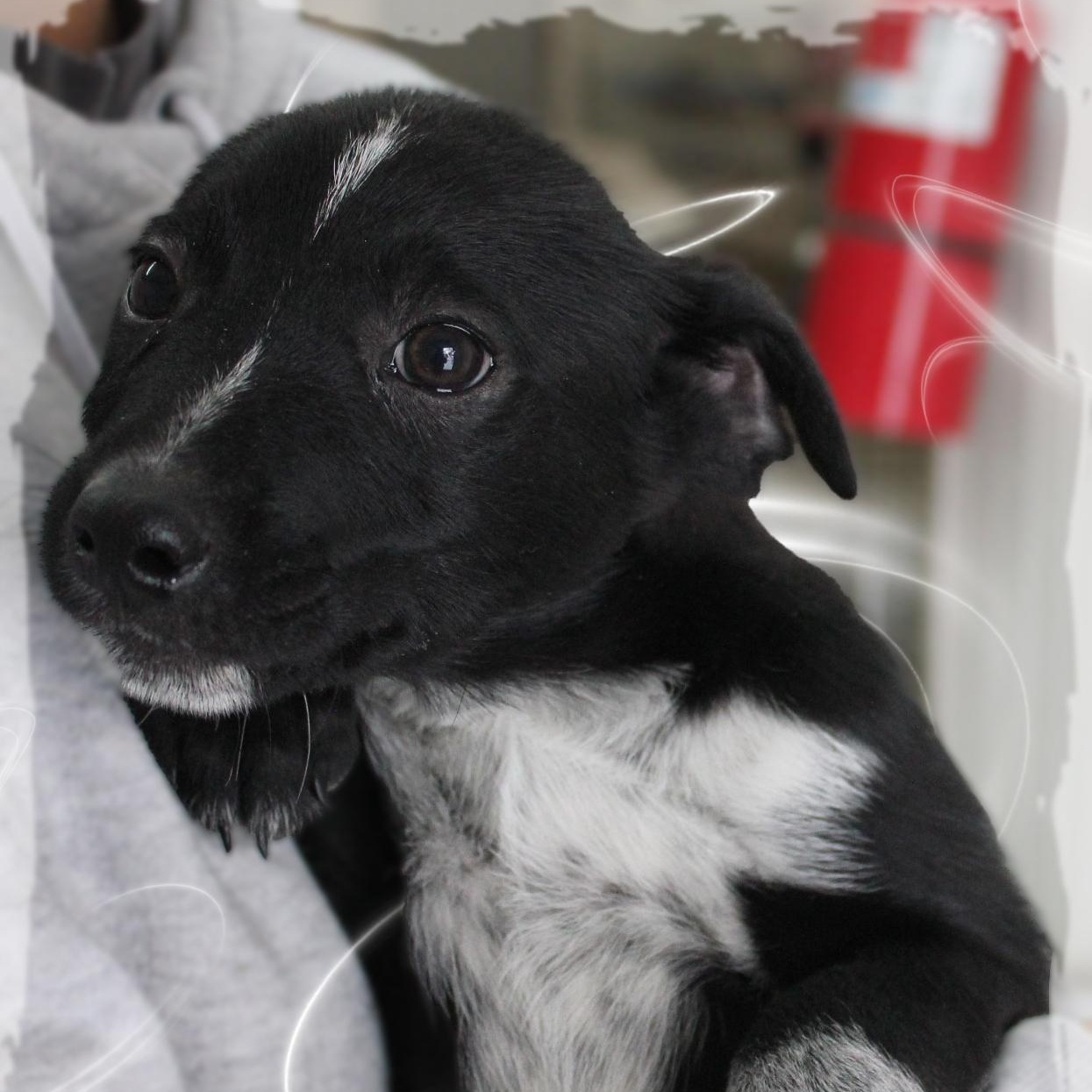 Denver, adoptable, Puppy Male Mixed Breed.