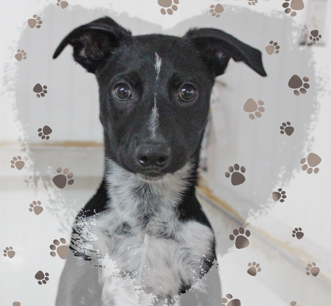 Enlarge Denver, an adoptable Mixed Breed in Amelia, OH image 2/4