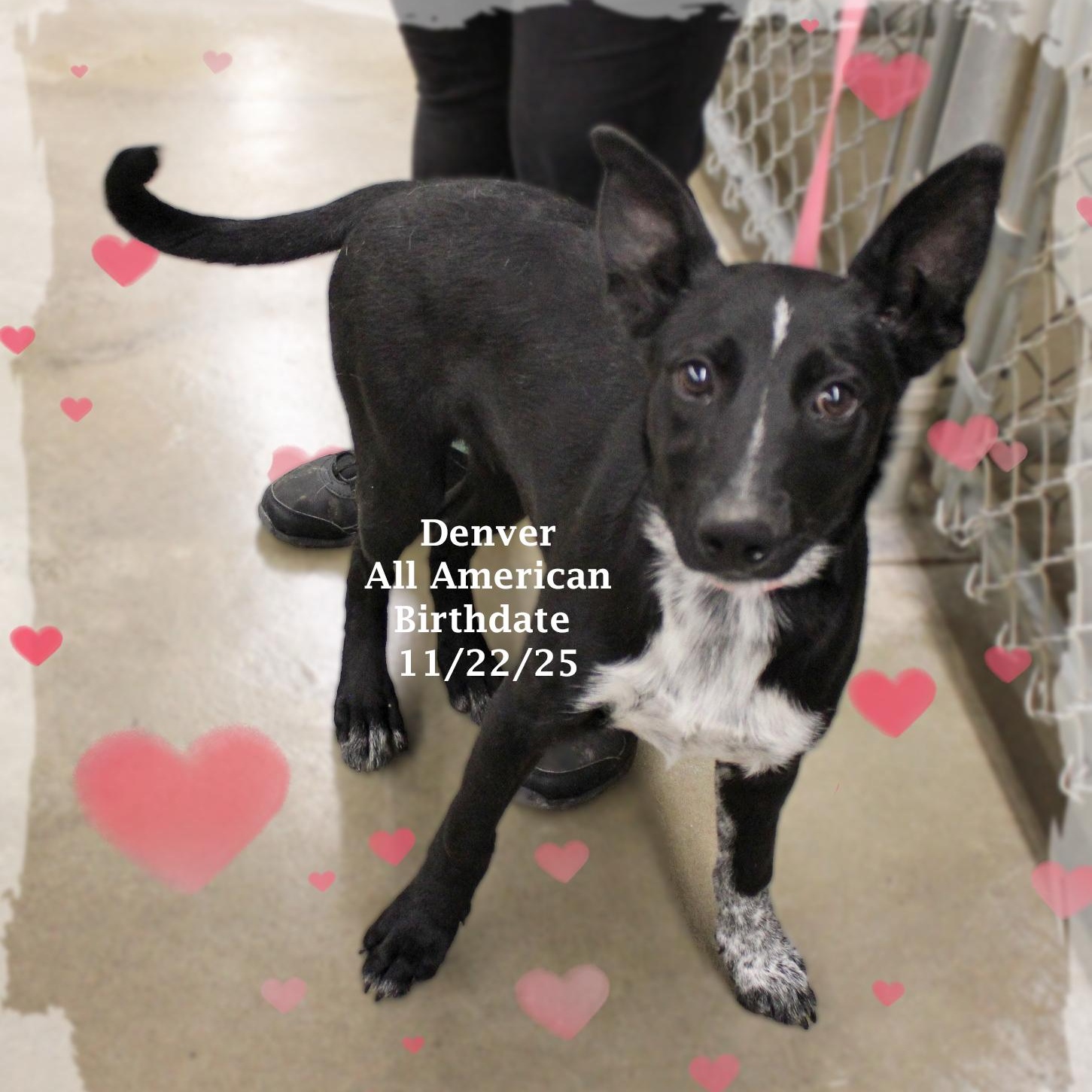 Enlarge Denver, an adoptable Mixed Breed in Amelia, OH image 1/4