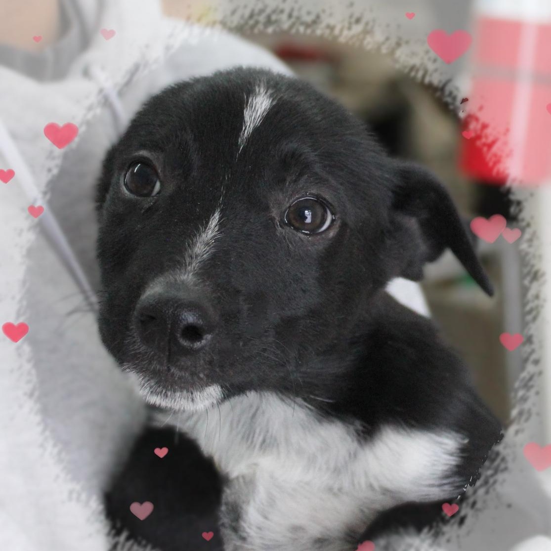 Denver, an adoptable Mixed Breed in Amelia, OH image 2/2