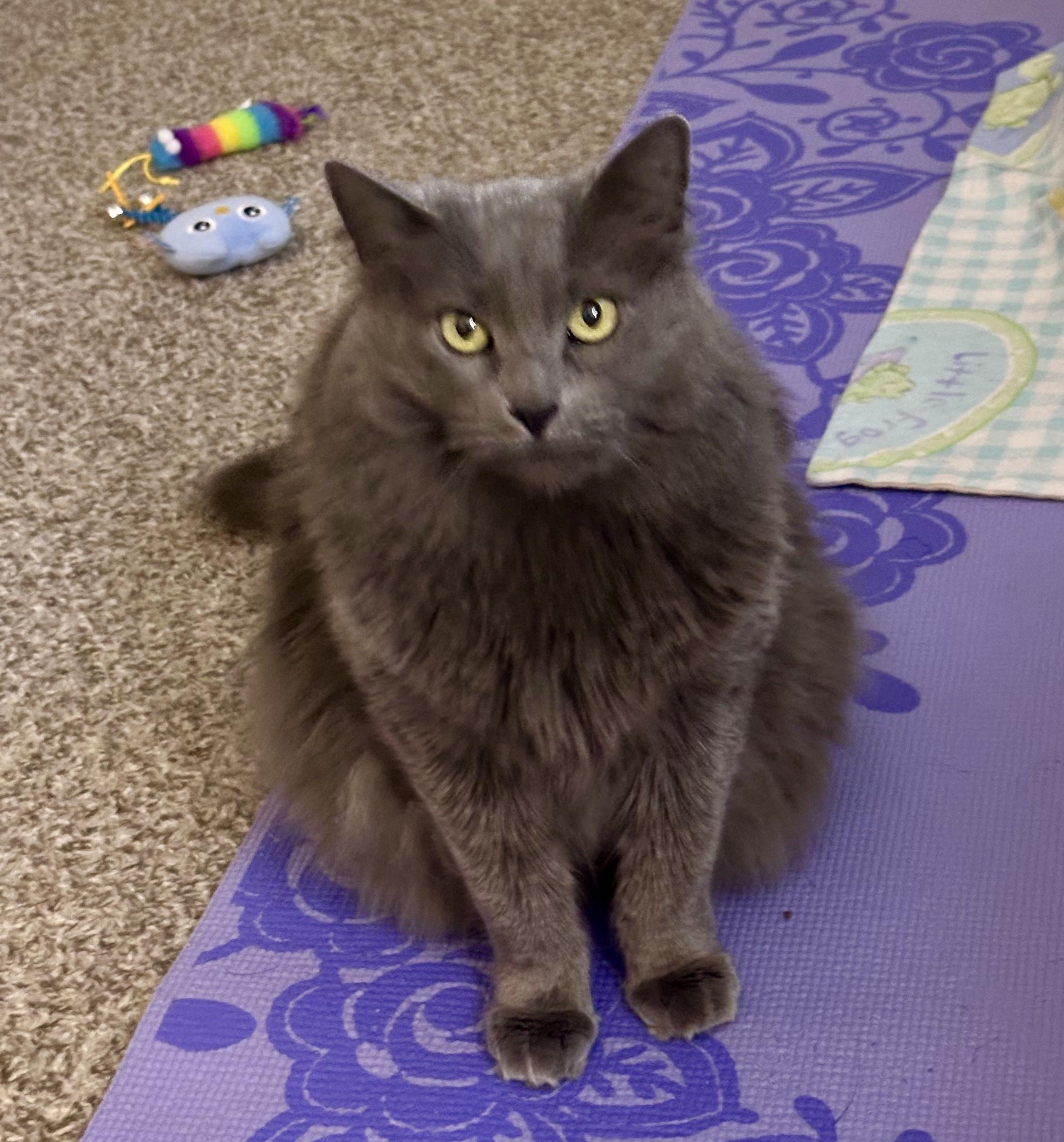 Enlarge Phoenix, a Adoptable Domestic Long Hair in Twin Falls, ID image 1/6