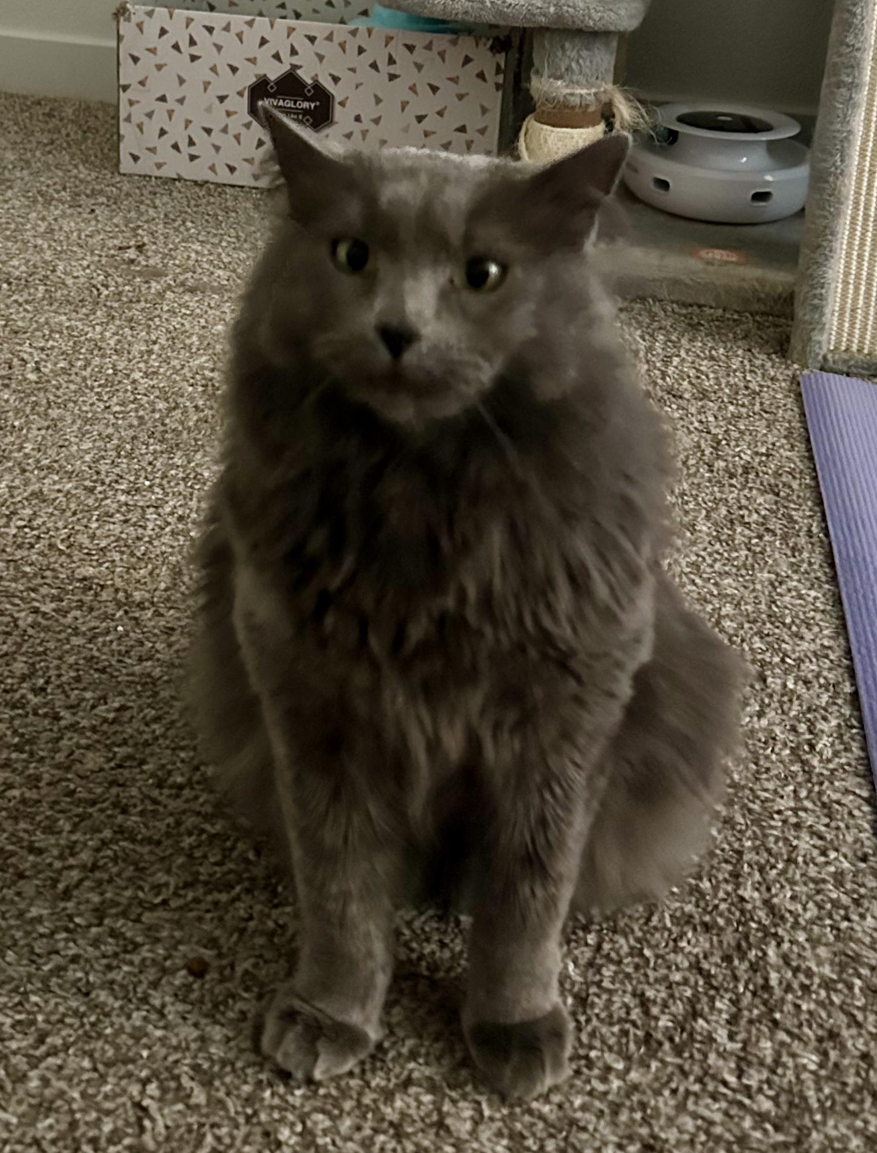 Enlarge Phoenix, a Adoptable Domestic Long Hair in Twin Falls, ID image 2/6