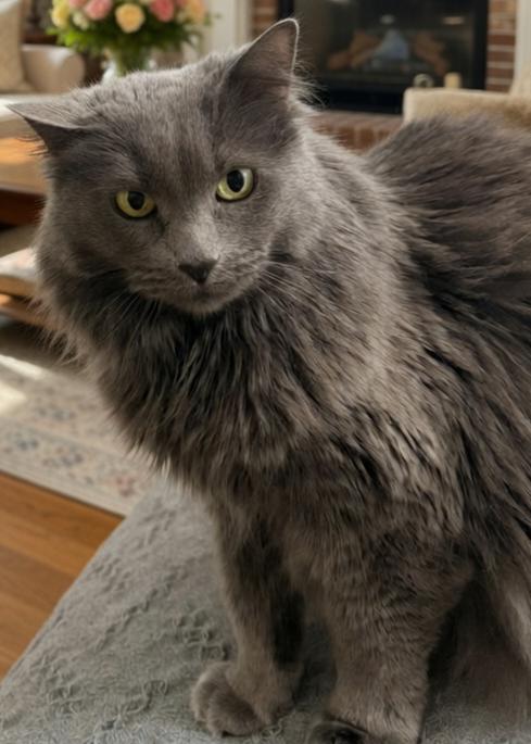Enlarge Phoenix, a Adoptable Domestic Long Hair in Twin Falls, ID image 1/2