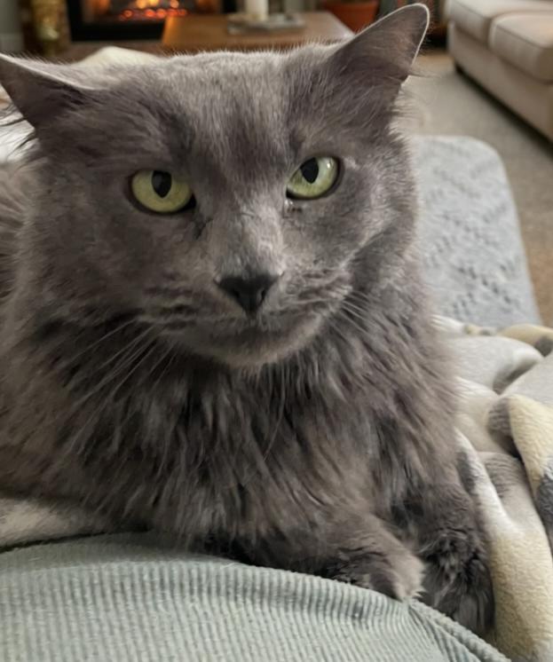Enlarge Phoenix, a Adoptable Domestic Long Hair in Twin Falls, ID image 2/2