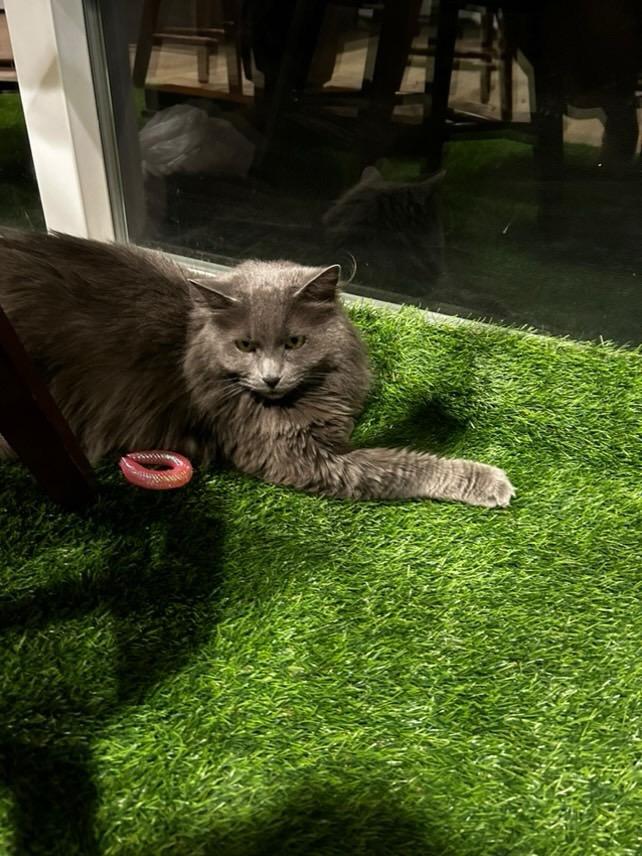 Enlarge Phoenix, a Adoptable Domestic Long Hair in Twin Falls, ID image 3/6