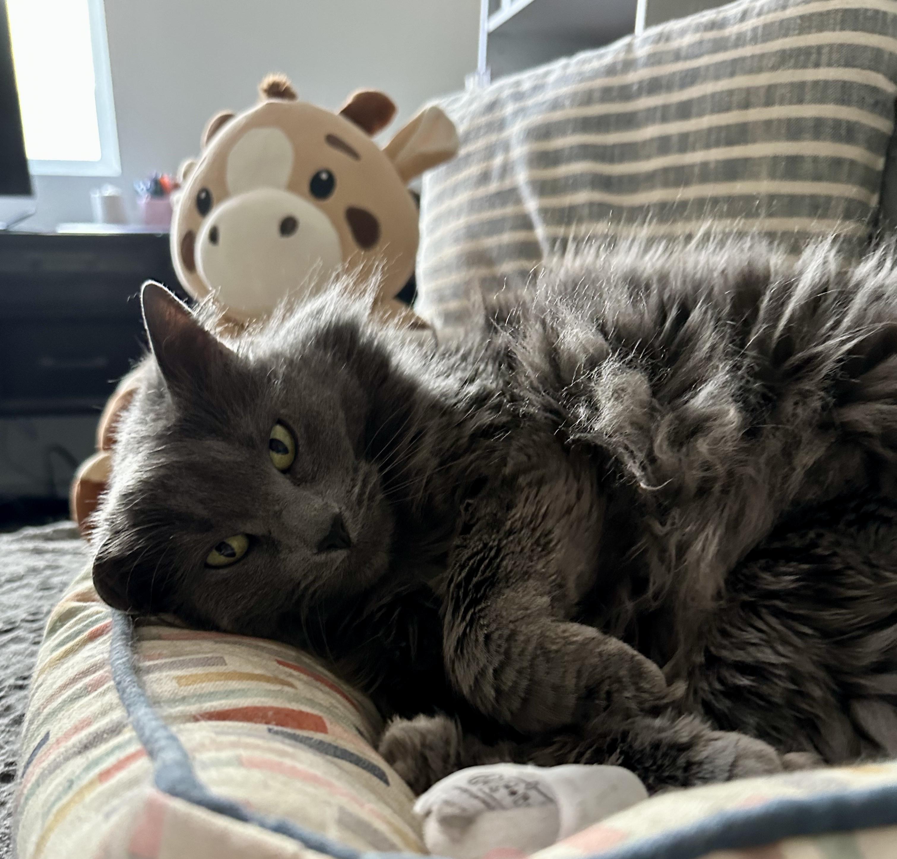 Enlarge Phoenix, a Adoptable Domestic Long Hair in Twin Falls, ID image 6/6