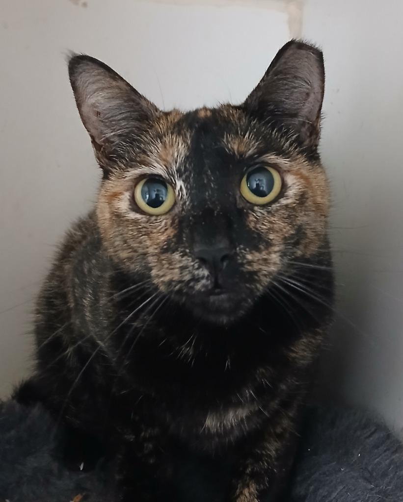 Enlarge Shegal, a Adoptable mixed breed in Fort Worth, TX image 1/1