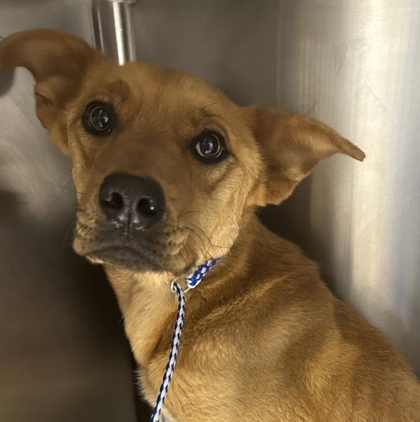 Grace, ADOPTABLE, Adult • Female, German Shepherd Dog.