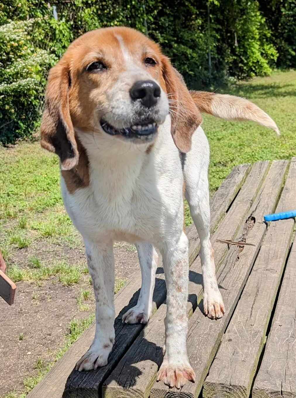 Enlarge Harrison, a Adoptable mixed breed in Anniston, AL image 3/4