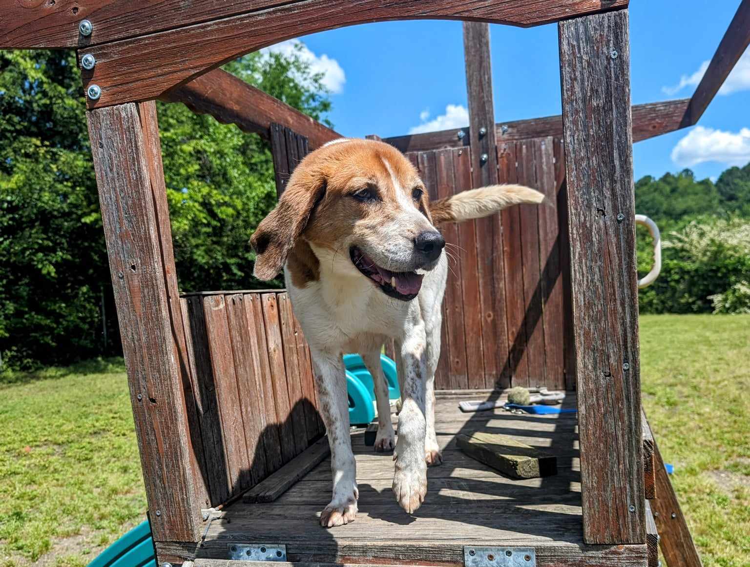 Enlarge Harrison, a Adoptable mixed breed in Anniston, AL image 4/4