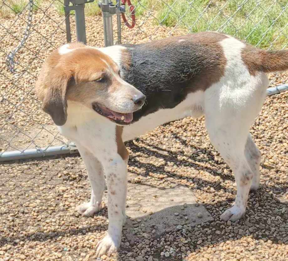 Enlarge Harrison, a Adoptable mixed breed in Anniston, AL image 2/4