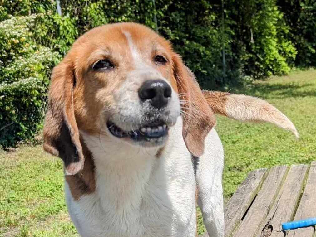 Enlarge Harrison, a Adoptable mixed breed in Anniston, AL image 1/4