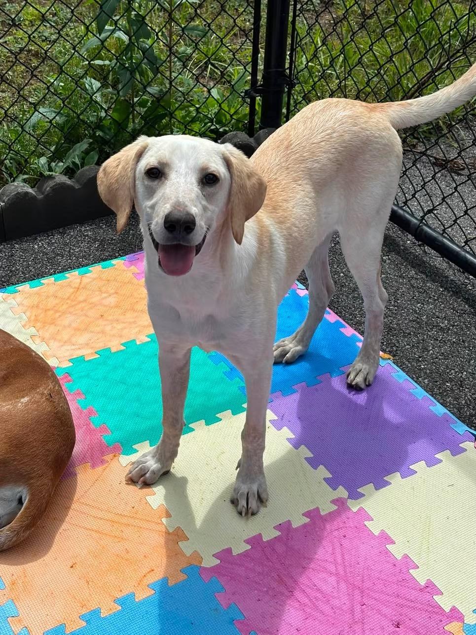 Sirius in NH. Come Meet our Adoptable Dogs Wednesday-Saturday. More info in Bio, ADOPTABLE, Puppy Female Labrador Retriever.