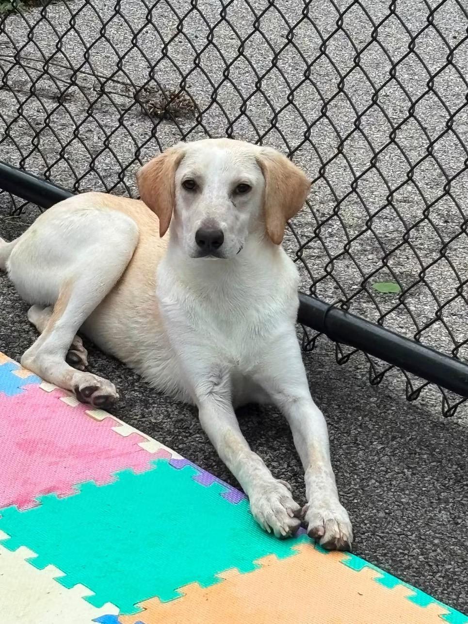 Enlarge Sirius in NH. Come Meet our Adoptable Dogs Wednesday-Saturday. More info in Bio, a ADOPTABLE mixed breed in Manchester, NH image 4/4