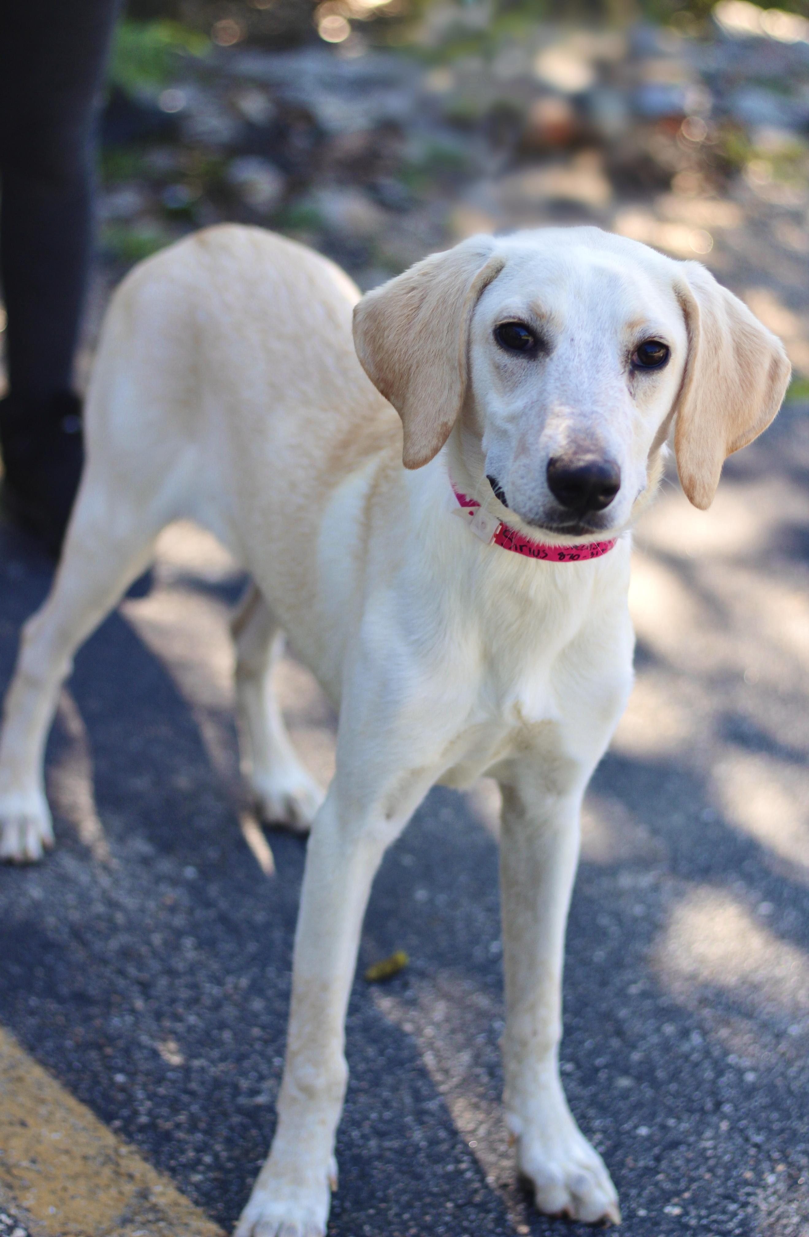 Enlarge Sirius in NH. Come Meet our Adoptable Dogs Wednesday-Saturday. More info in Bio, a ADOPTABLE mixed breed in Manchester, NH image 3/4