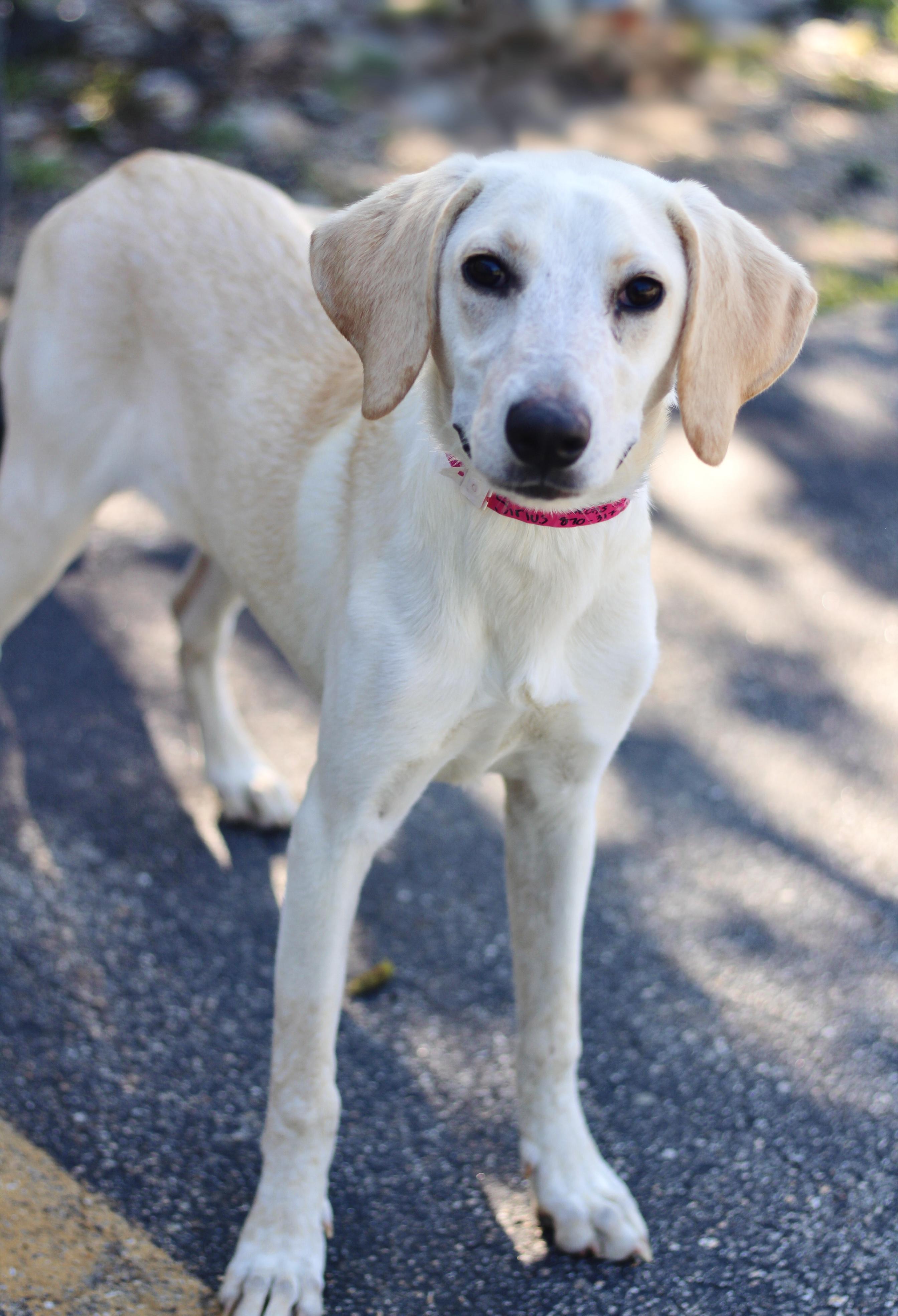 Enlarge Sirius in NH. Come Meet our Adoptable Dogs Wednesday-Saturday. More info in Bio, a ADOPTABLE mixed breed in Manchester, NH image 2/4
