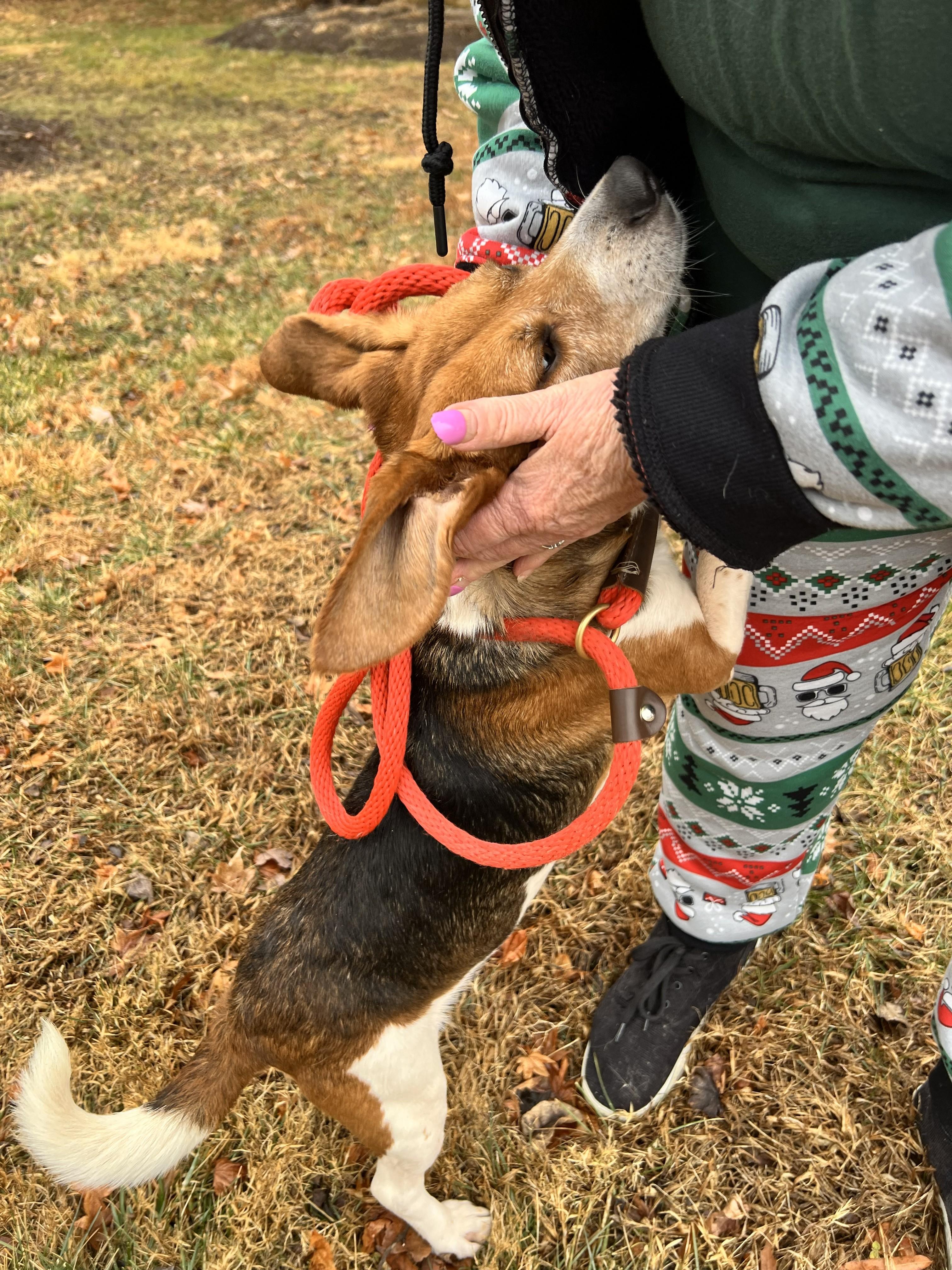Enlarge Winston, a ADOPTABLE Beagle in Media, PA image 2/2
