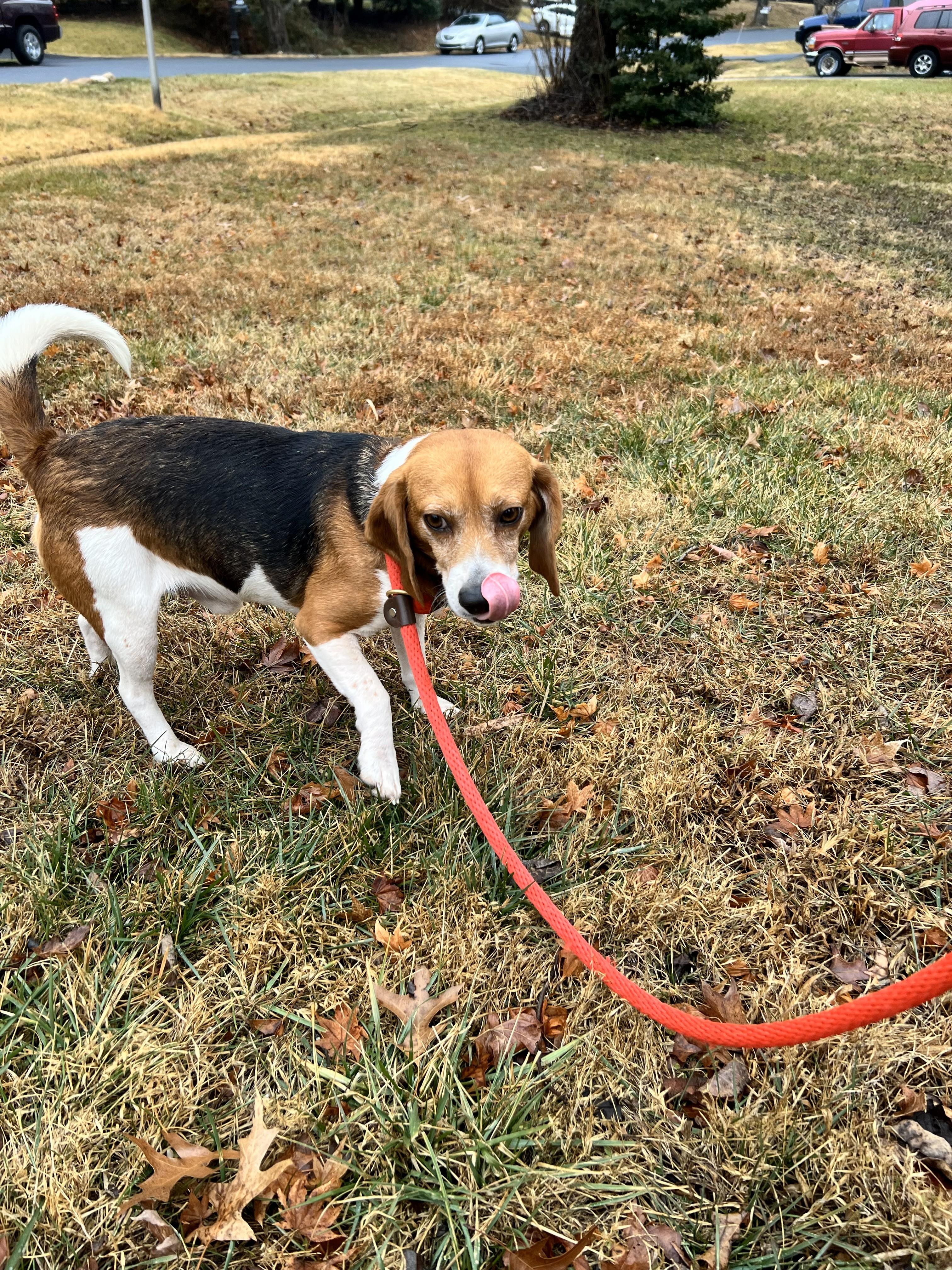Winston, ADOPTABLE, Adult Male Beagle.
