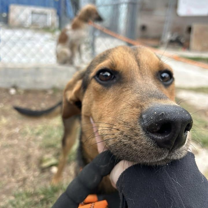 Reeces (20260201-04)