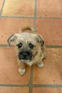 Enlarge Arnold, a Adopted Border Terrier in Mesa, AZ image 1/3