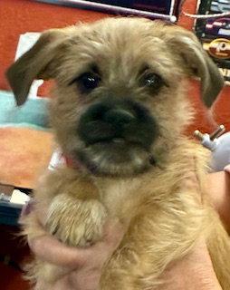 Enlarge Arnold, a Adopted Border Terrier in Mesa, AZ image 2/3