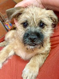 Enlarge Arnold, a Adopted Border Terrier in Mesa, AZ image 3/3