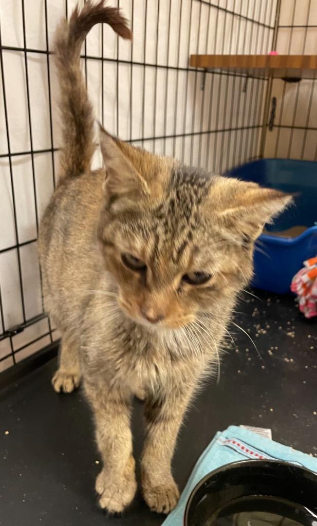 BINNY, Adopted, Senior Female Domestic Short Hair.