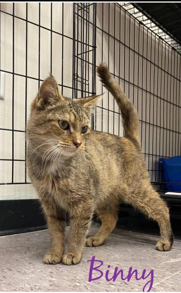 Enlarge BINNY, a Adopted mixed breed in Muskegon, MI image 2/6