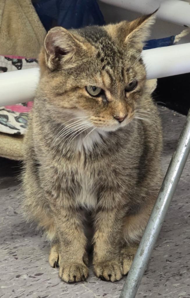 Enlarge BINNY, a Adopted mixed breed in Muskegon, MI image 3/6