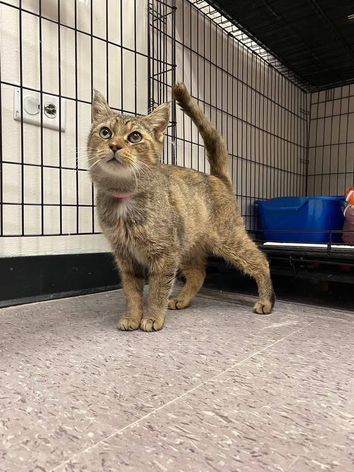 Enlarge BINNY, a Adopted mixed breed in Muskegon, MI image 4/6